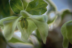 DSC06125  窓辺のローズ