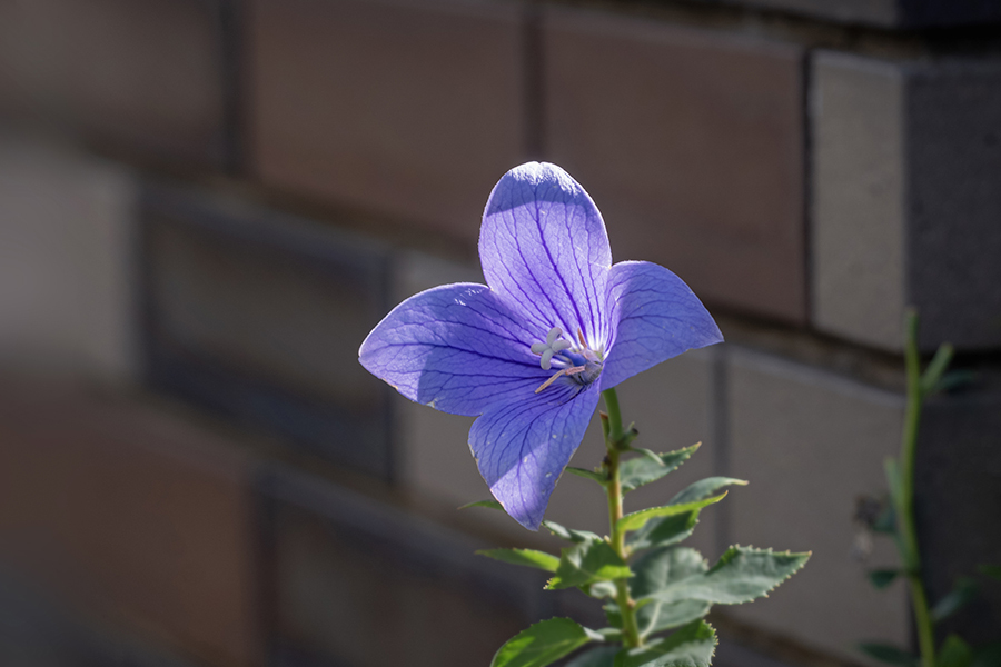 DSC03878. 夏の思い出
