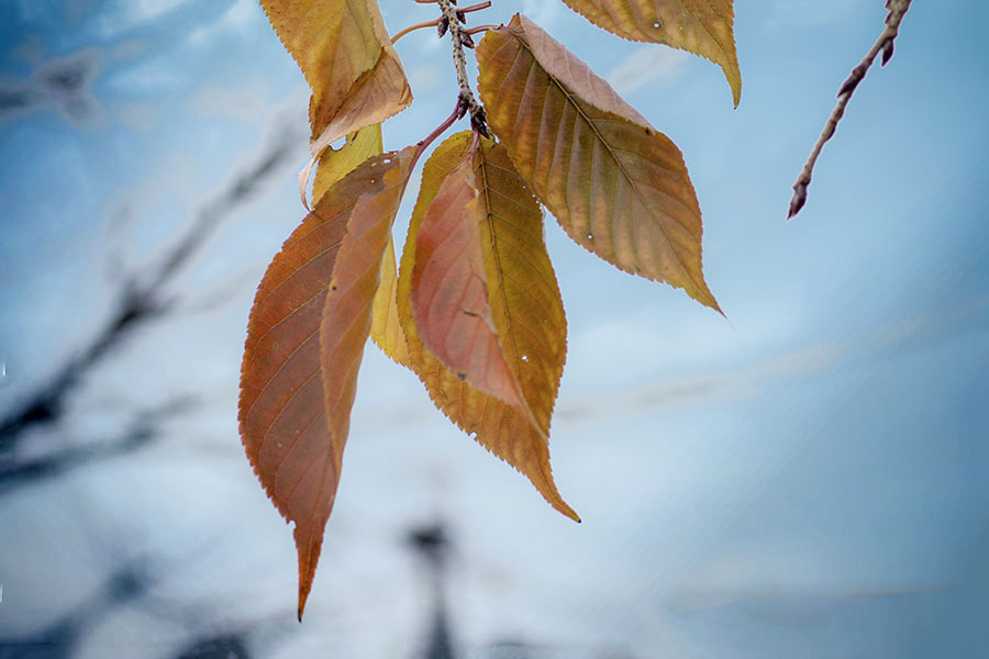 晩秋哀歌　DSC06307