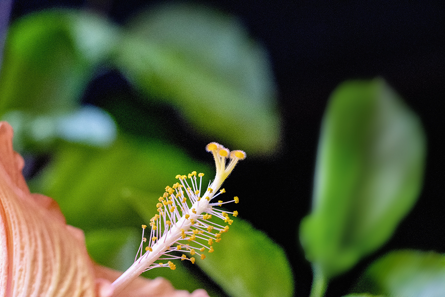DSC04381 花も蕊も葉も秋は華やぐ