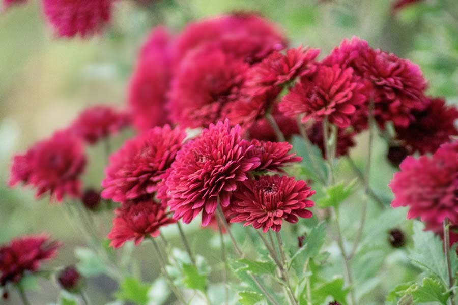 DSC01272. 赤い花