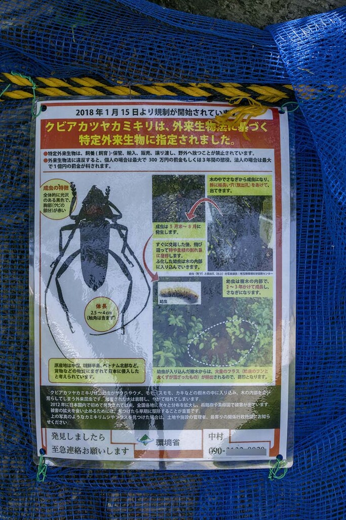 DSC08444. 桜の樹の幹にポスターと補虫ネット