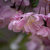 DSC00467. 花海棠.　