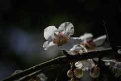 DSC03669 陽光に輝く　