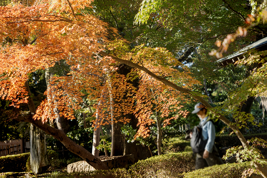 秋の旅人　DSC02943