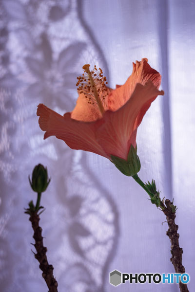 DSC06282-一月のハイビスカス-2