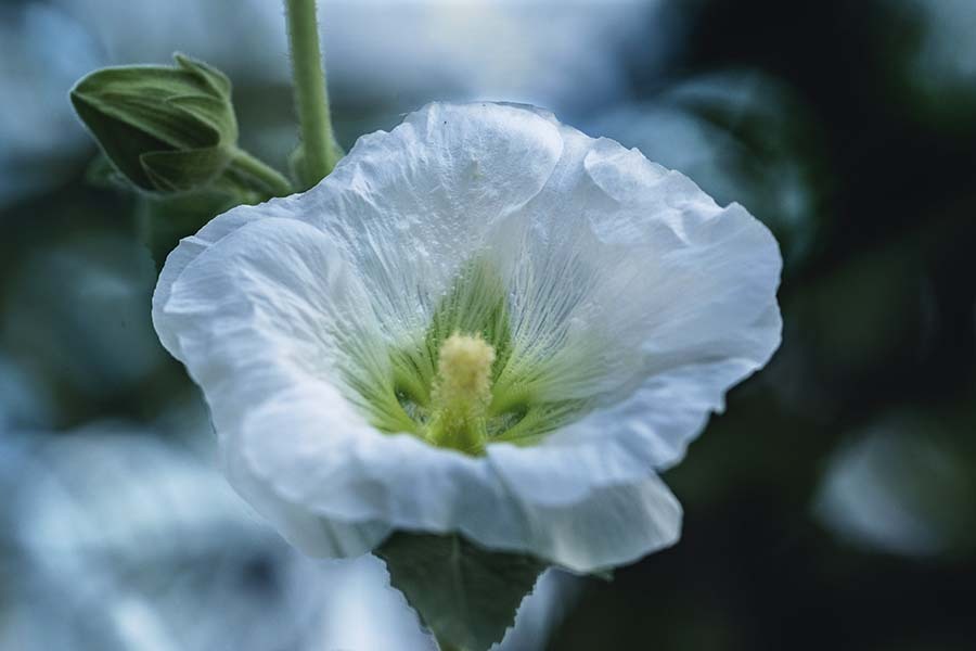 DSC03405 六月の芙蓉の花