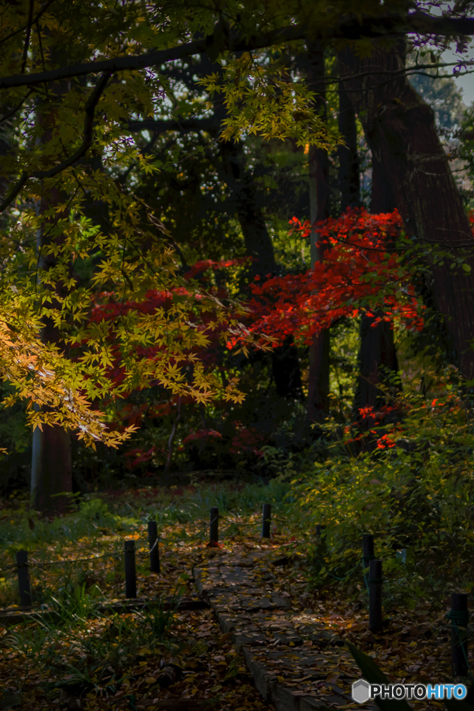 DSC01197 名残の紅葉-2　