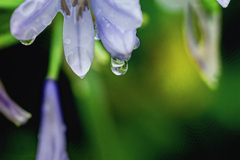 雨上がるDSC09063.