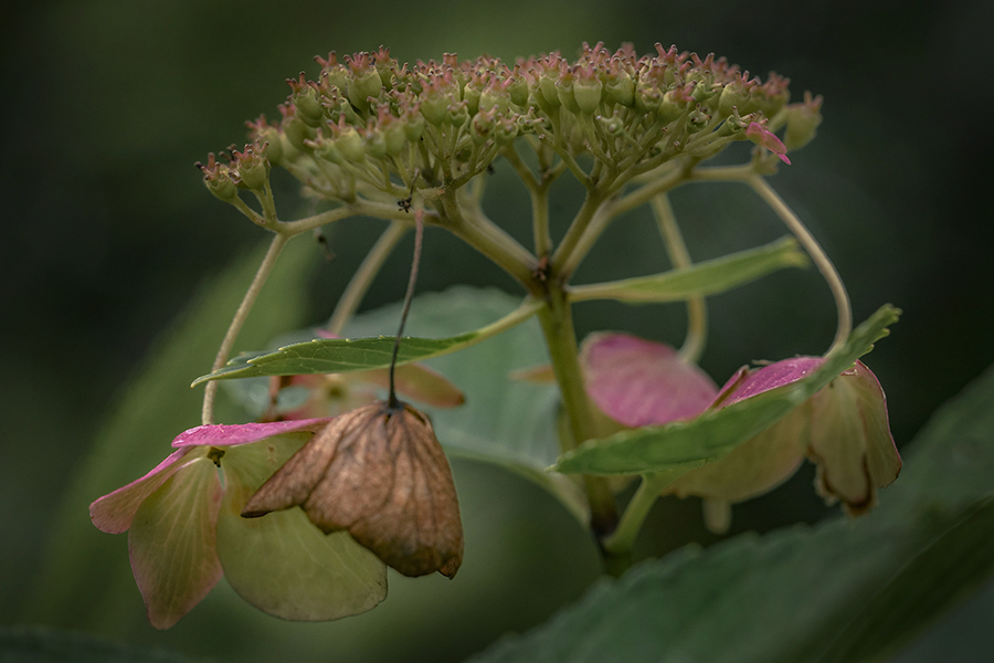 秋紫陽花-5　いつまでも若々しい