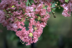 DSC00461  風に揺るるに御座る