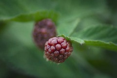 DSC09571. ブラックベリーが熟れてきた