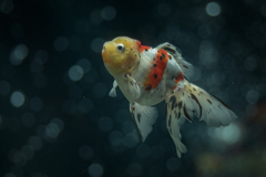 泳げ金魚ちゃん
