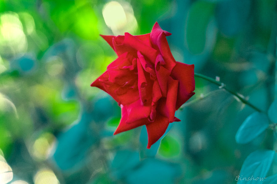 DSC03321-Sunnyside street,  A-1 rose.