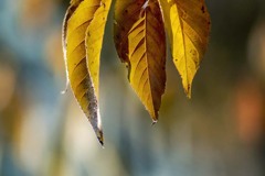 DSC01567 木の葉の語らい