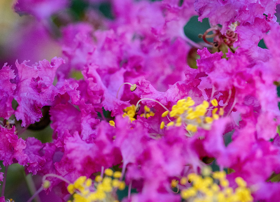 DSC03683 花の海に漂う