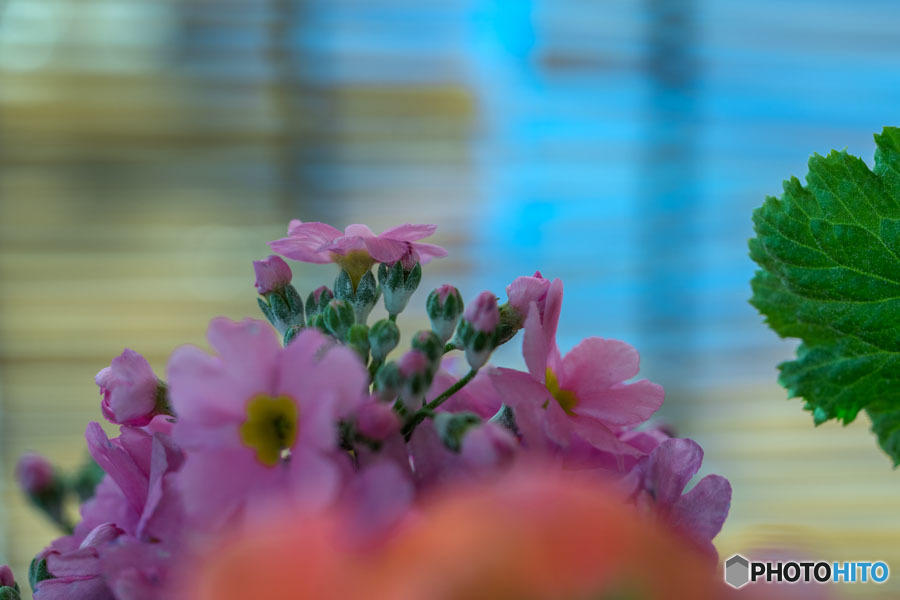 DSC05662-窓辺の花たち