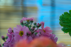 DSC05662-窓辺の花たち