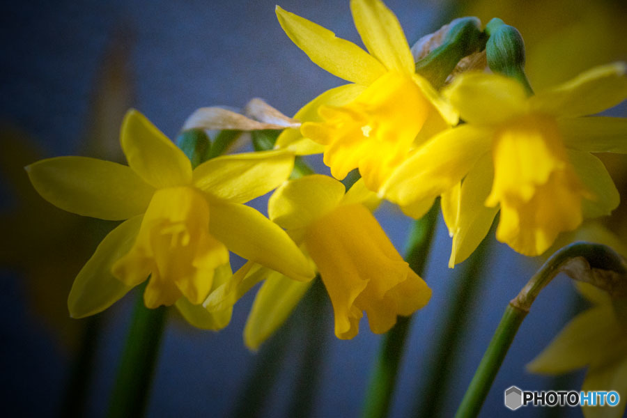 DSC05365-鉢植え水仙-5