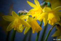 DSC05365-鉢植え水仙-5