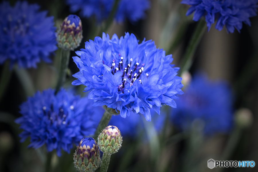 DSC05043 矢車草-1
