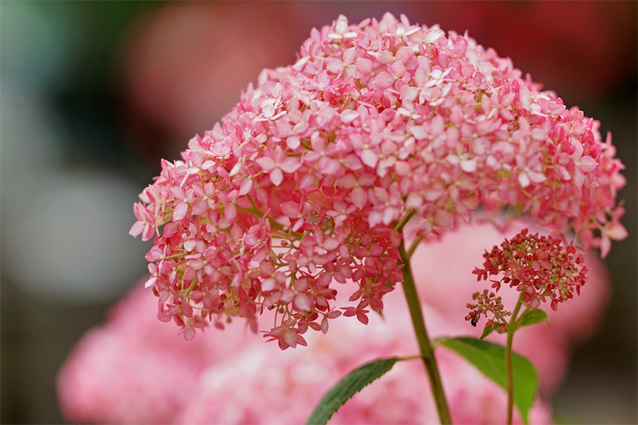 お色直し ダンスパーティーに御座る