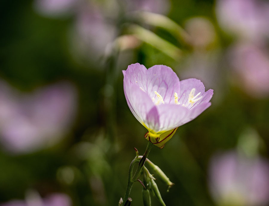 DSC03279 月見草の丘にて