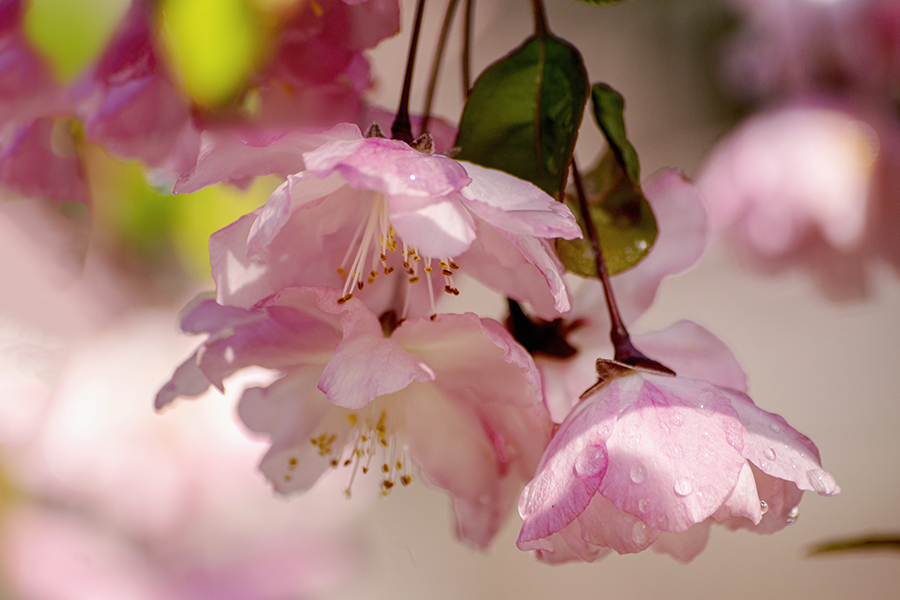 DSC05190. 春の喜び