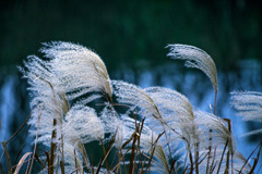 DSC04746-風に震えるススキ-一番