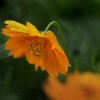 DSC04736 秋近し 