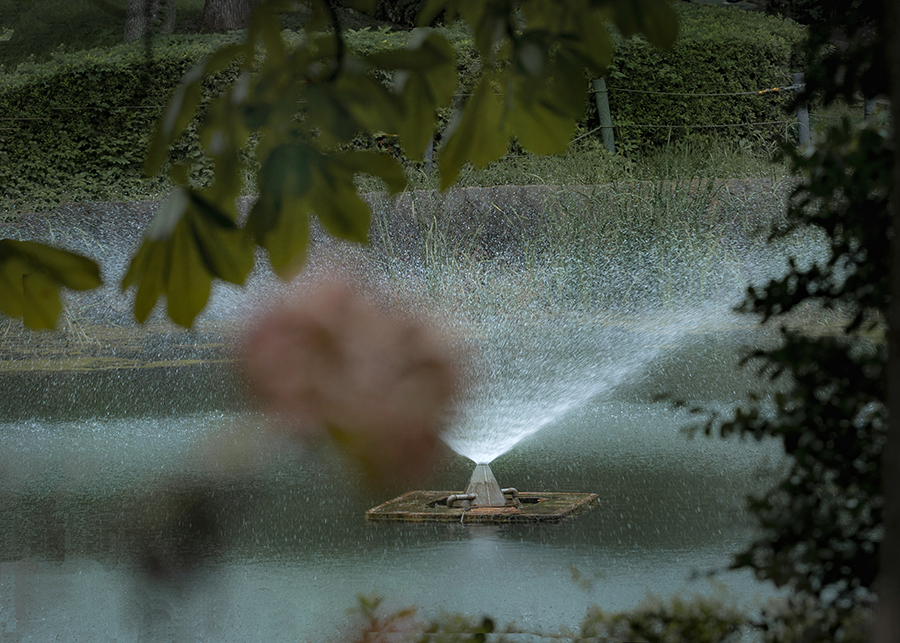 枯れ紫陽花と噴水