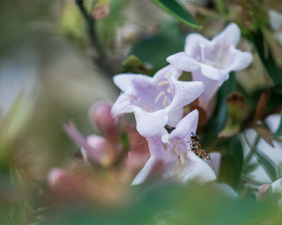 DSC09454. 白い小さな花