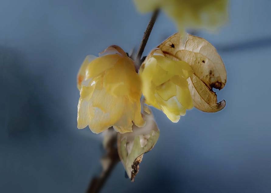 禅寺の蝋梅    DSC03375.