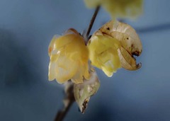 禅寺の蝋梅    DSC03375.