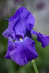 DSC08230. 薫風杜若
