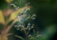 DSC08156  雨上がったよ。