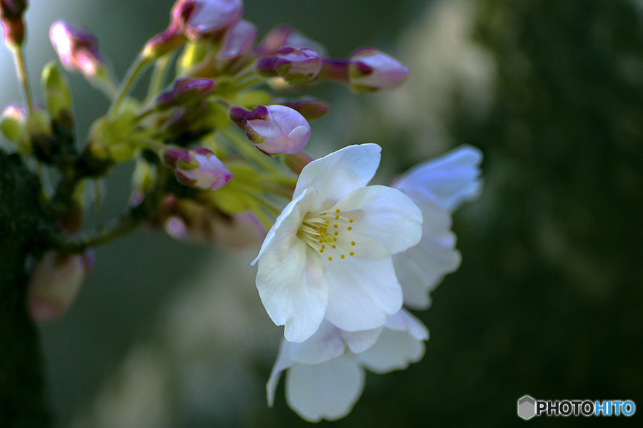 DSC03862　桜に朝陽差す