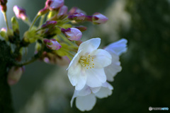 DSC03862　桜に朝陽差す