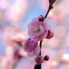 DSC00220. full bloom.
