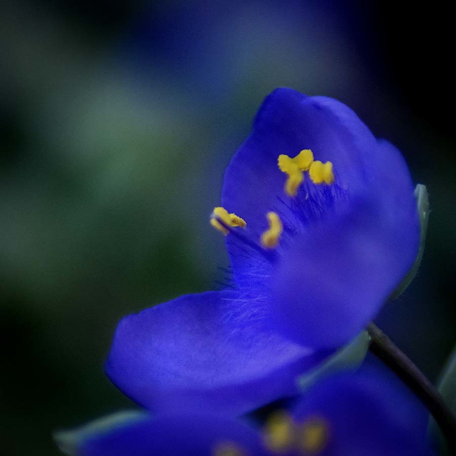 DSC02378.紫の光る朝(再構築) 