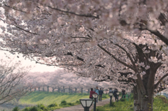 綾瀬川桜土手-1