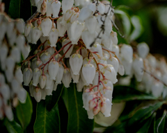 春陽に映える　DSC02809