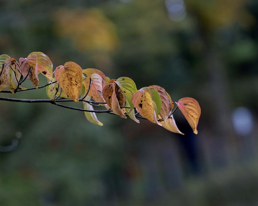 DSC01579. 森中の秋.