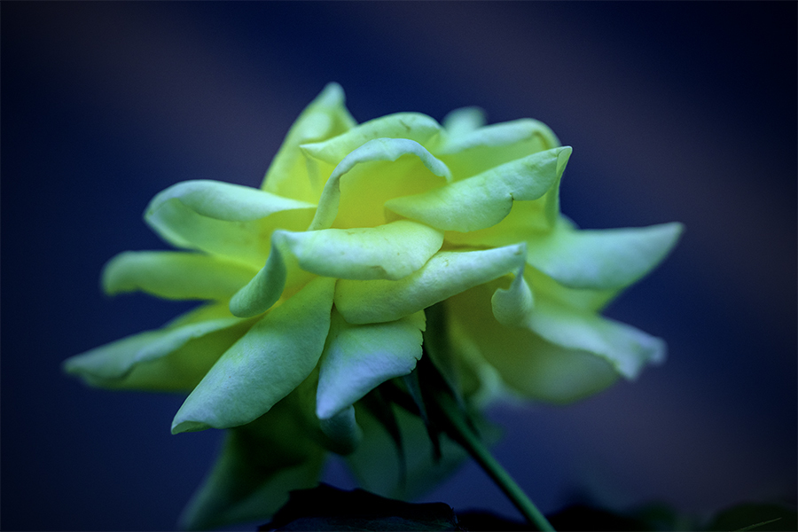 DSC01921 初秋のプロムナードにて-2