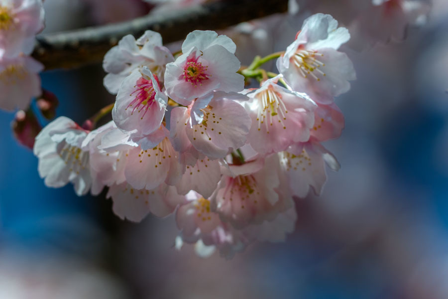 DSC08426-川口の安行桜-9