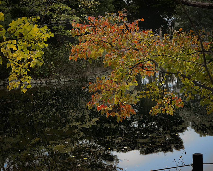 DSC09782.  池に伸びた華