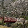 DSC04116. 梅園にて