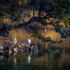 DSC00515 -遠い日の記憶　小島は安息池地