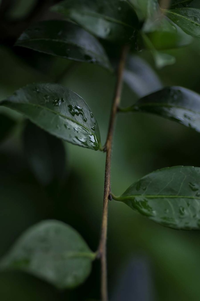 DSC02708. 悲しき雨音 jpg