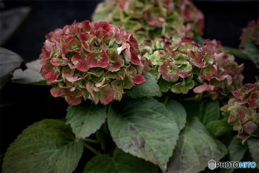 DSC02378  秋の紫陽花　jpg